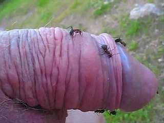 Kinky-Kumpel steckt seinen kleinen Schwanz helter-skelter einen Ameisenhaufen und genießt es